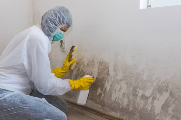 Best Mold Damage Restoration  in Oyster Creek, TX