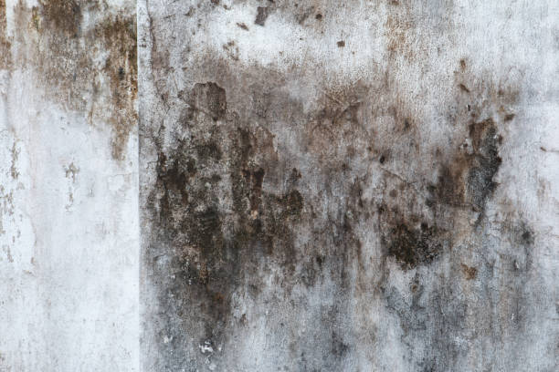Best Attic Mold Removal  in Oyster Creek, TX