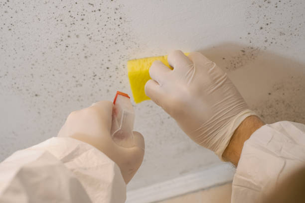 Best Black Mold Removal  in Oyster Creek, TX