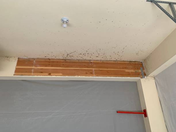 Best Mold Prevention Services  in Oyster Creek, TX