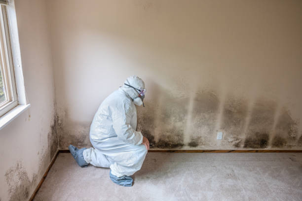 Best Airborne Mold Testing  in Oyster Creek, TX