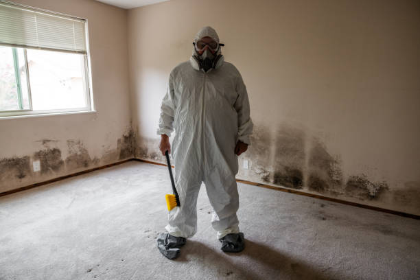 Environmental Consulting for Mold Prevention in Oyster Creek, TX