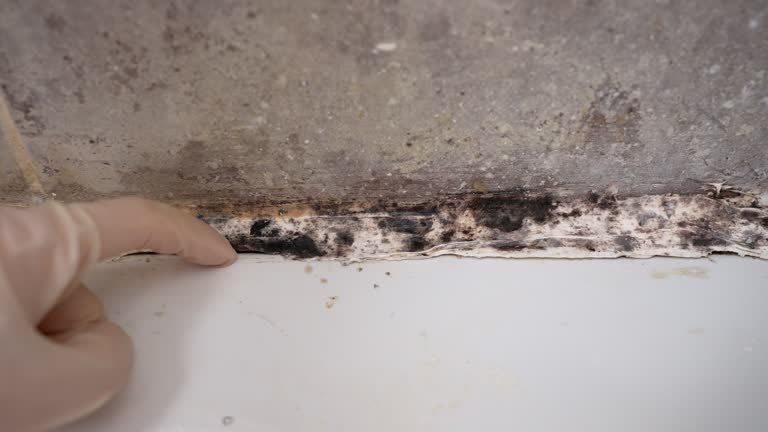 Professional Mold Removal in Oyster Creek, TX